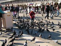 Pigeons in St.Mark's Square