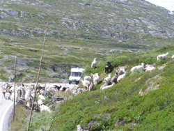 Norwegian traffic jam